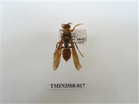 藏品(黑紋長腳蜂)的圖片